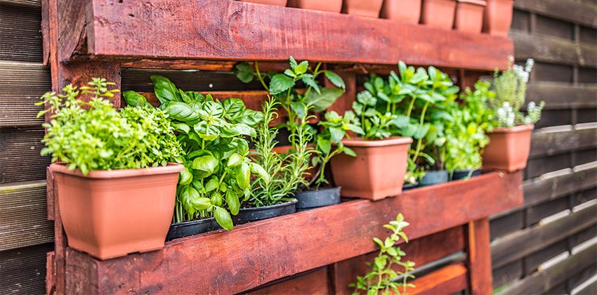 Horta em apartamento