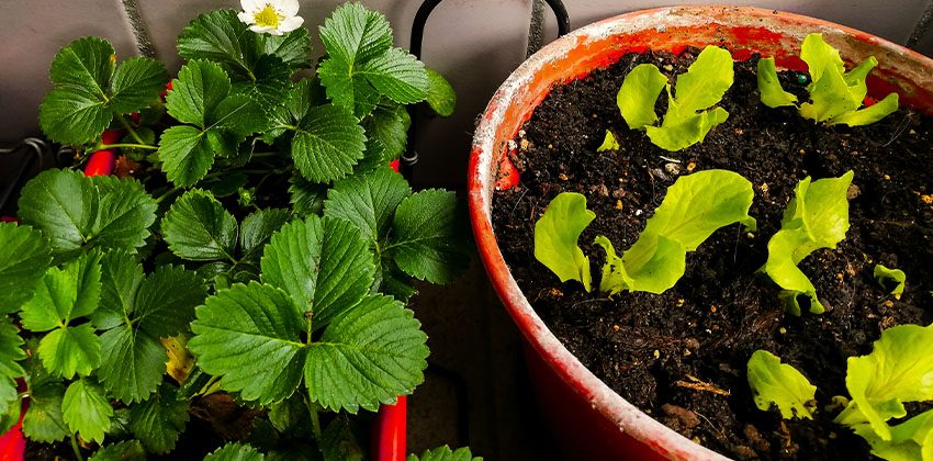 Horta em apartamento