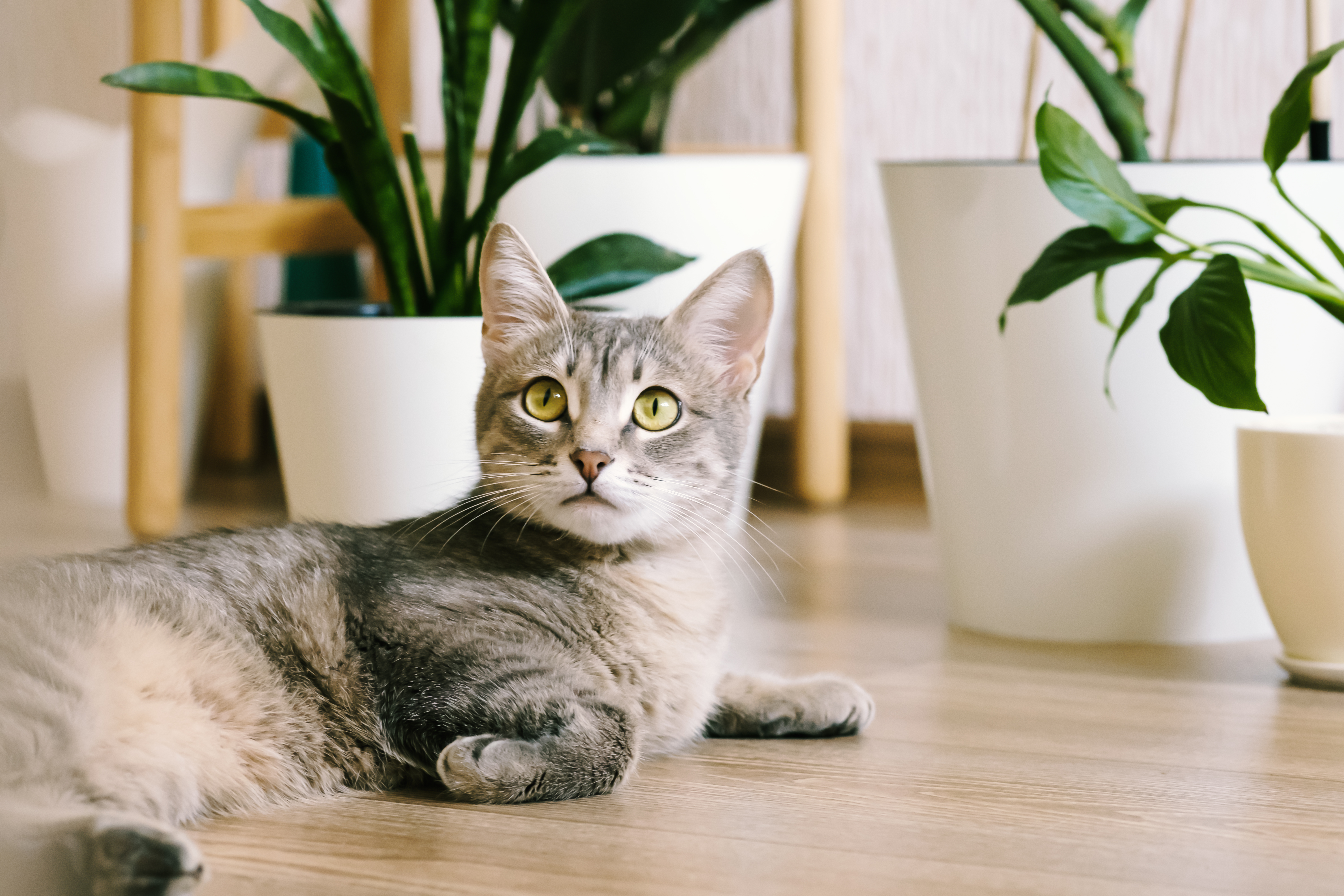 gato deitado no chão ao lado de vasos de plantas