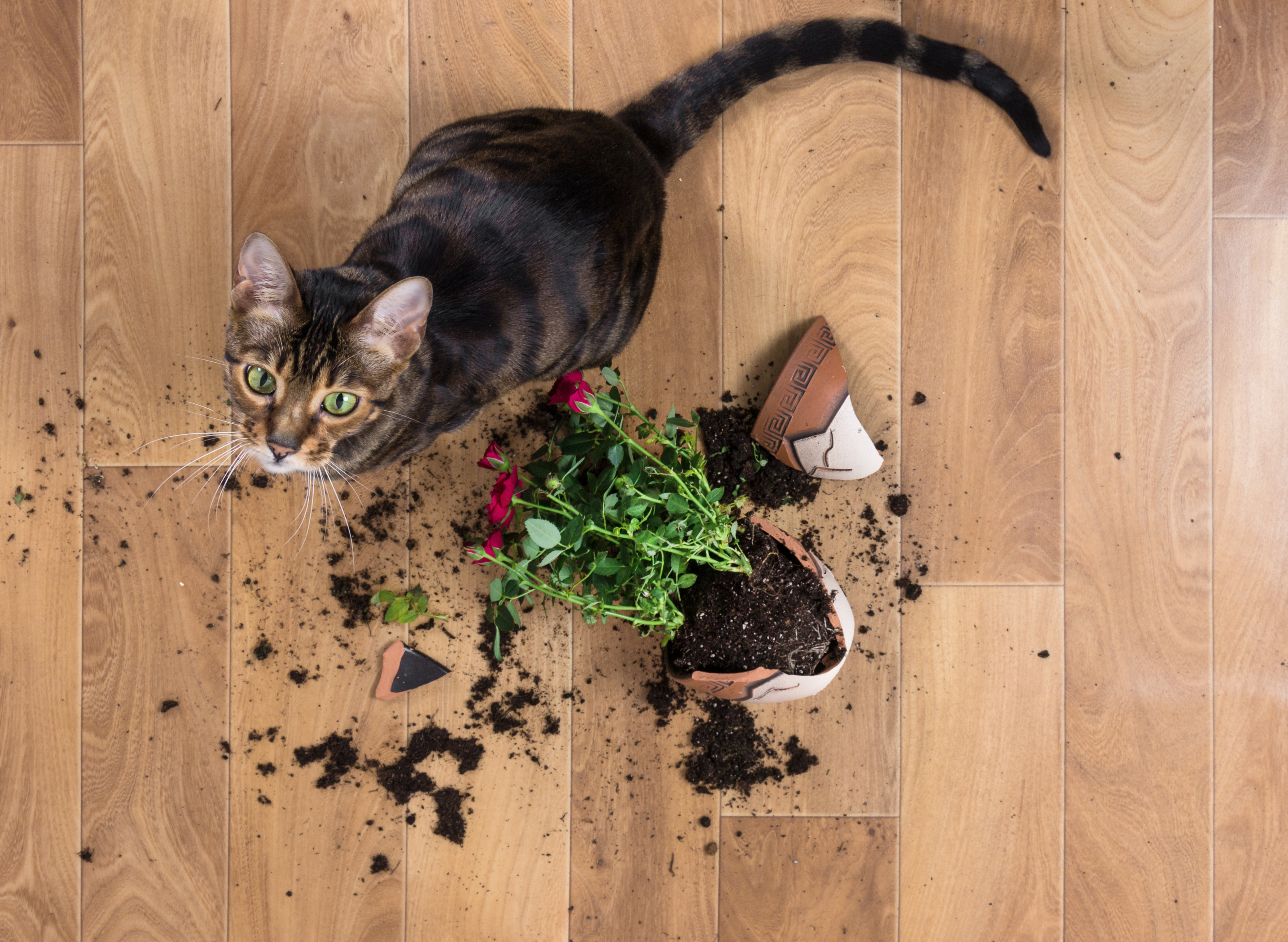gato-derruba-vaso-de-flor-que-quebra-no-chão