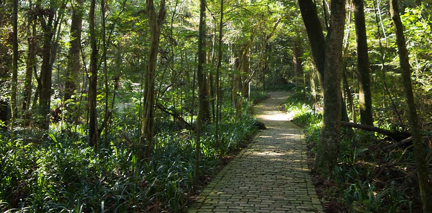 Bosque Papa João Paulo II, com uma trilha interna e árvores ao redor