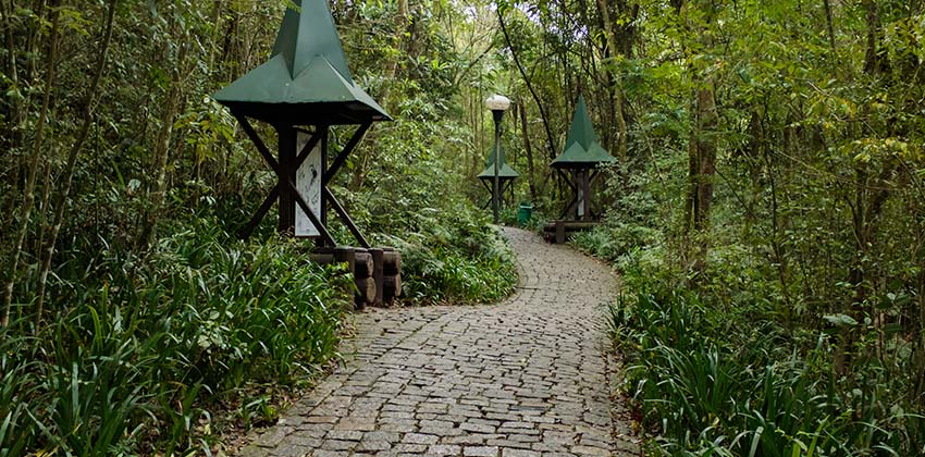 Vista interna do bosque presente no parque Barigui, com pista de caminhada